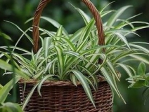 綠色植物大作戰(zhàn)，顏值最高的凈化空氣方法