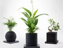 怎么除甲醛靠得牢？竹炭、植物成最大“騙局”