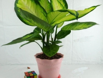 哪些植物可以除甲醛，本事最大呢？