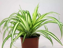 去除甲醛的綠植有哪些?你家里有嗎？