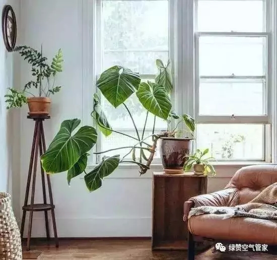 植物